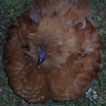 drumstick2.jpg