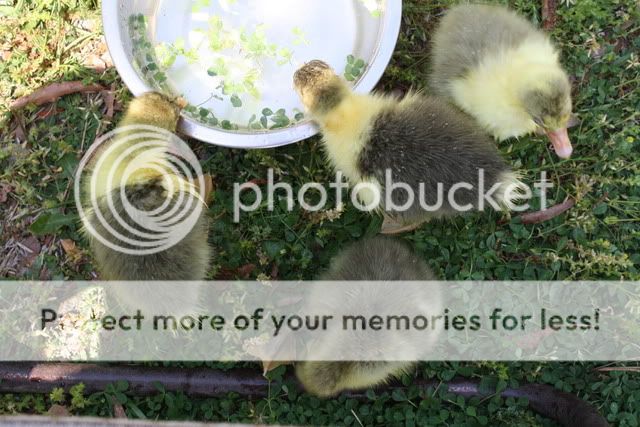 geese3012.jpg