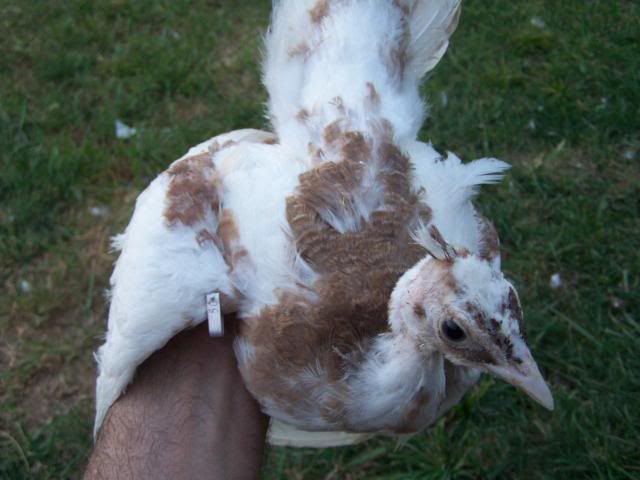 peachicks067.jpg