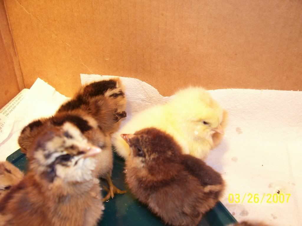chix5.jpg