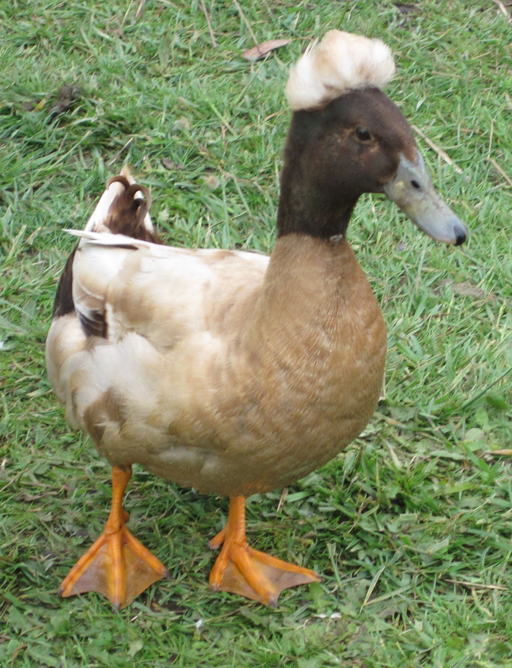 crestedetc-014-cropped.jpg