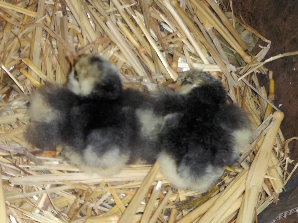chicks002.jpg