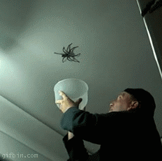 1281428745_big-spider.gif
