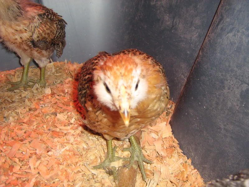 SFandChicks058.jpg