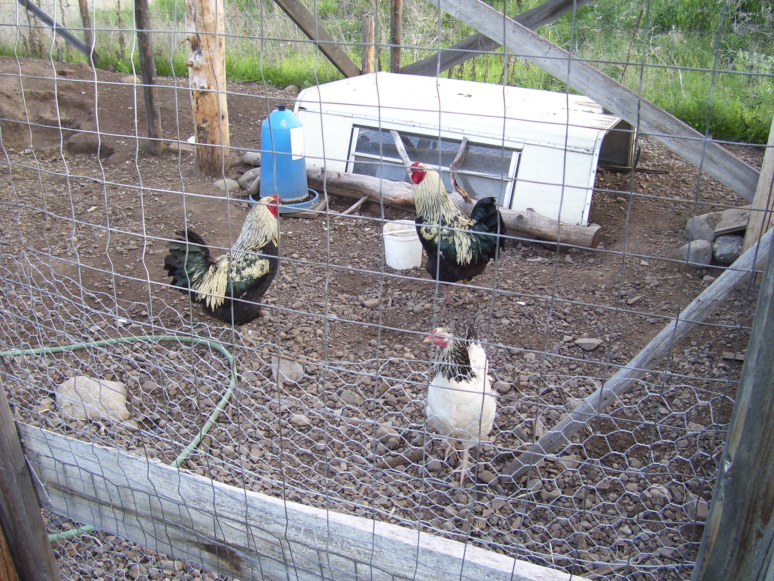 chickens.JPG