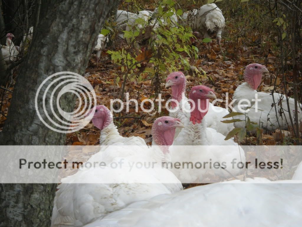 2009_10290213.jpg