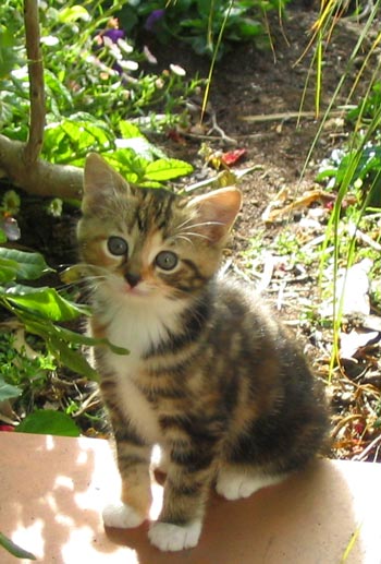 kitten-tabby.jpg