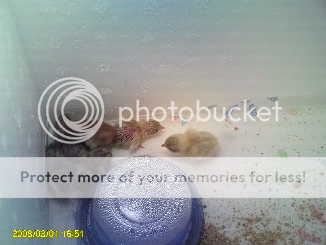 PICT0187.jpg