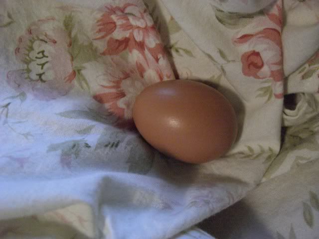FirstEgg3.jpg