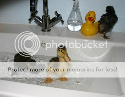 splash2.jpg