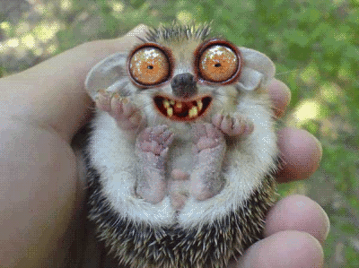 fun_with_tarsiers_28.gif