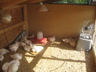 meatchickens4wksandgarden010.jpg