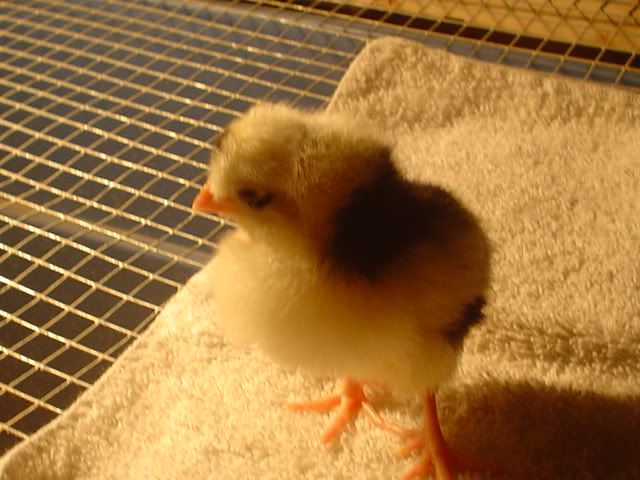 bantams008.jpg