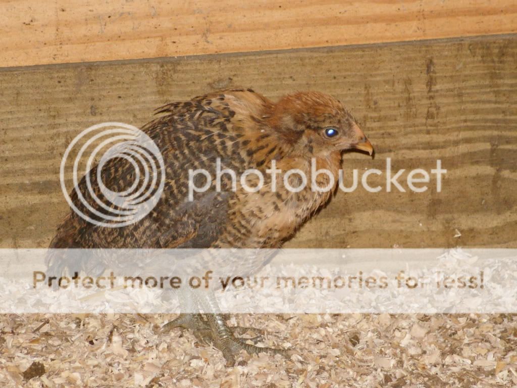 chickens139.jpg