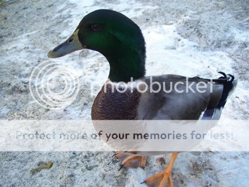 100_2672.jpg
