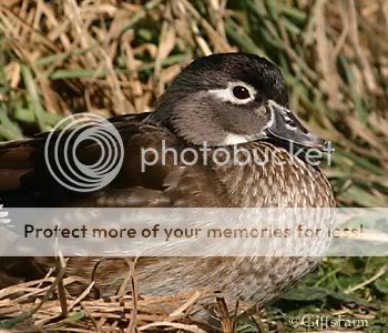 wood-hen2.jpg