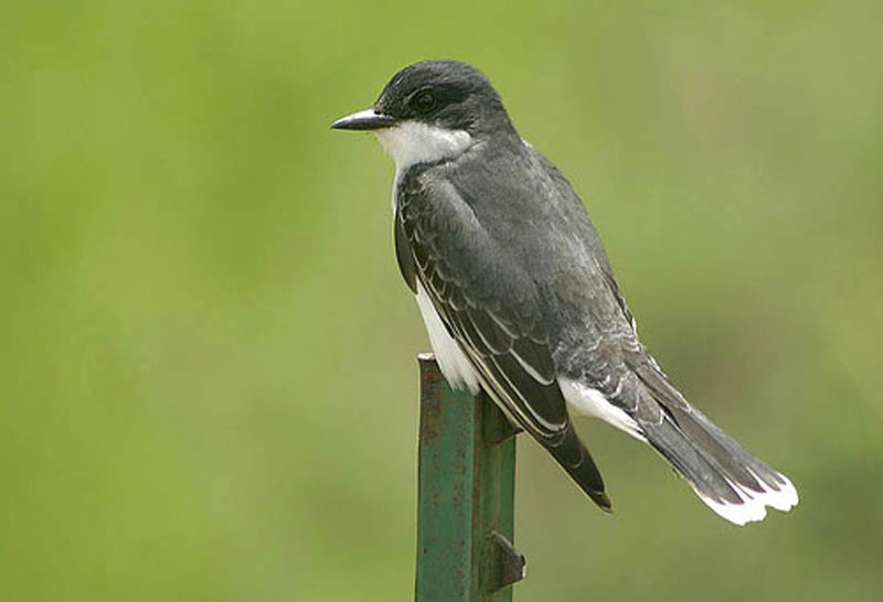 eastern-kingbird-michael-woodruff.jpg