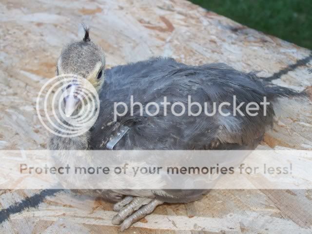 peachicks057.jpg