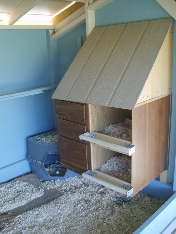 gardenchickens001-1.jpg