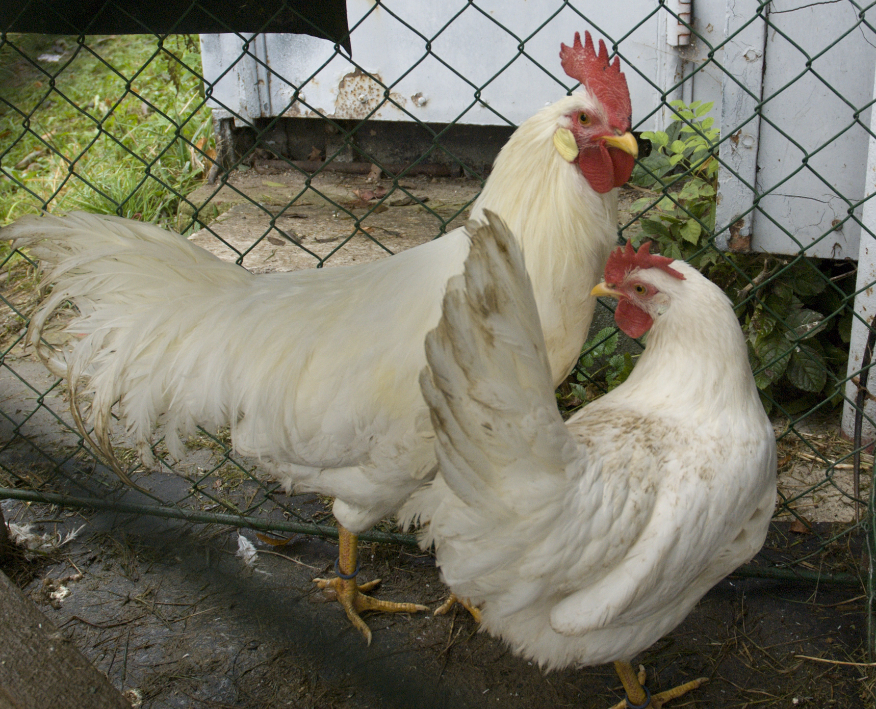 Leghorn_cockerel_and_hen.jpg