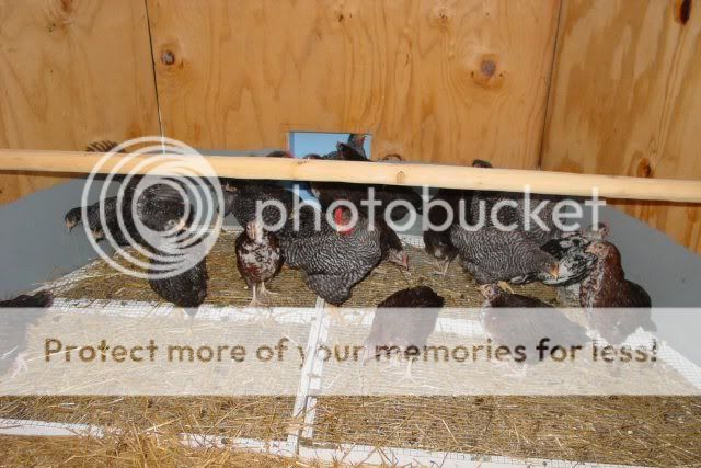 Chickens001s.jpg