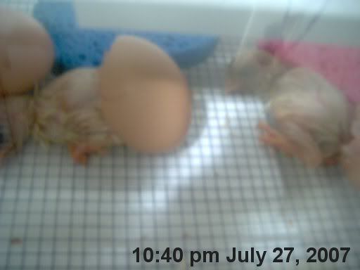 hatchingchicks0271.jpg