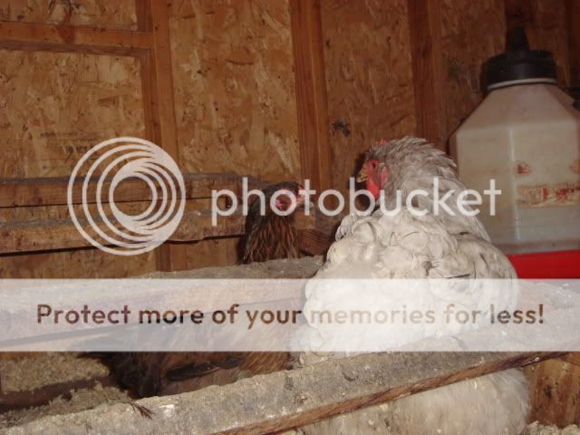 DSC08996.jpg