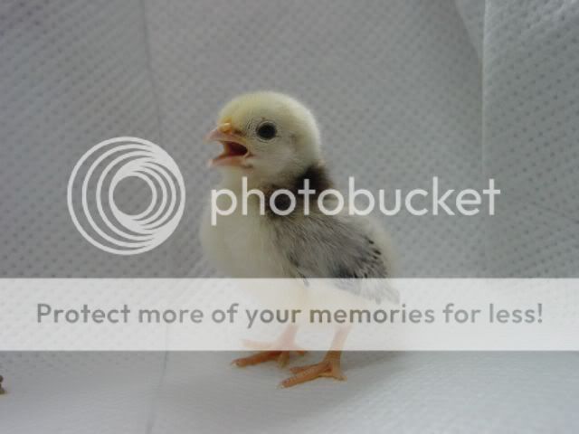 Romeochick.jpg
