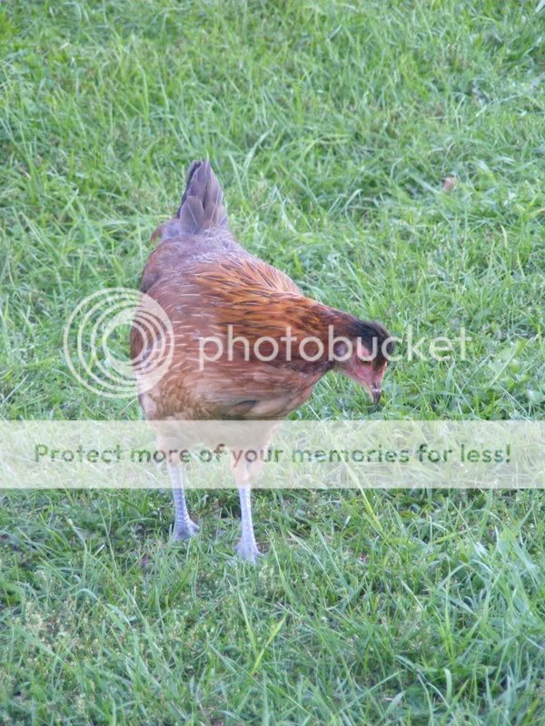 chickens001.jpg