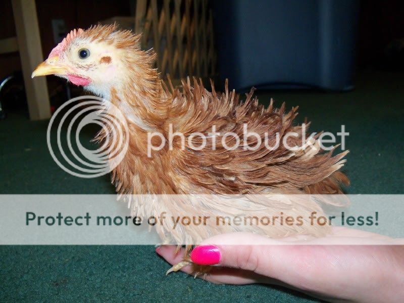 5weekchick044.jpg