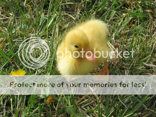 chickfieldtrip035.jpg