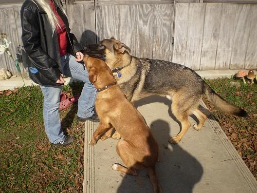 kikianddogs006.jpg