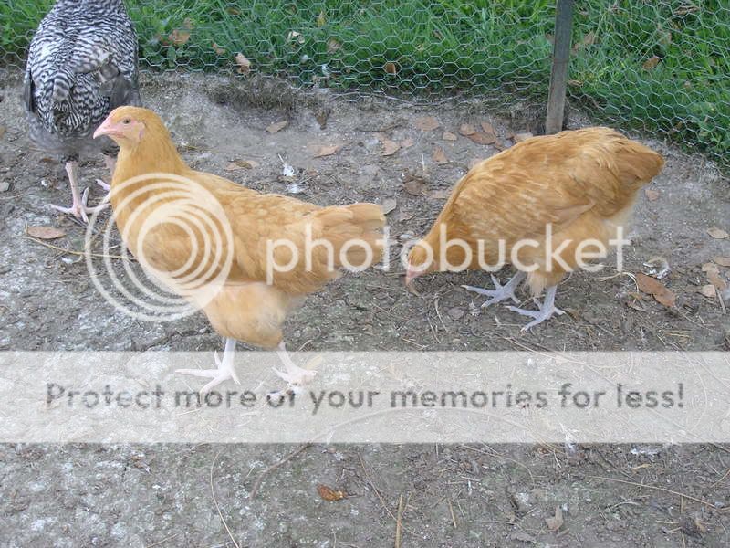 BuffOrp07green.jpg