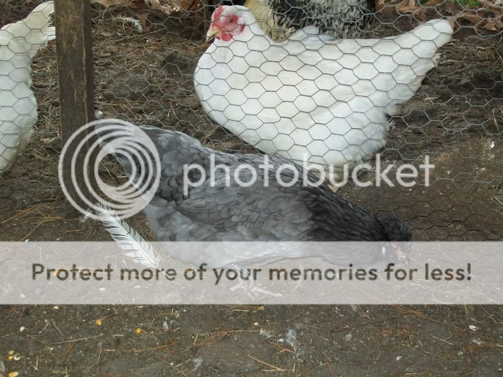 chickenfeb11009.jpg