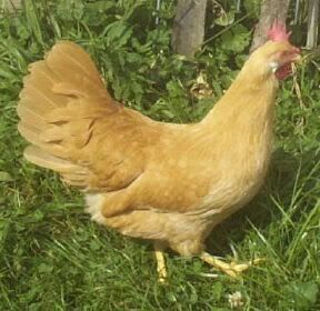 hen1.jpg