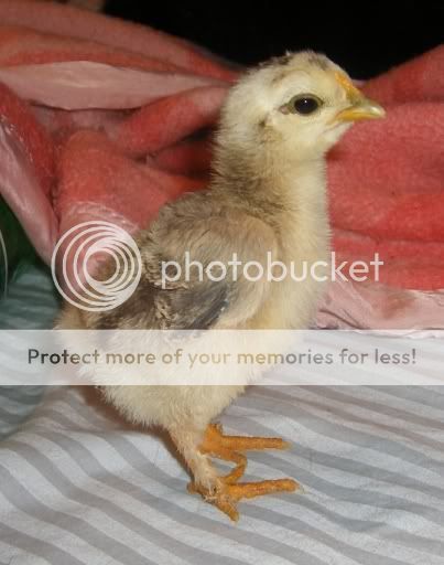 Nugget.jpg