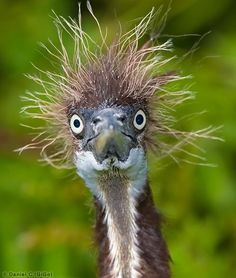 bad-hair-day-1.jpg
