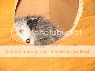 possum1.jpg