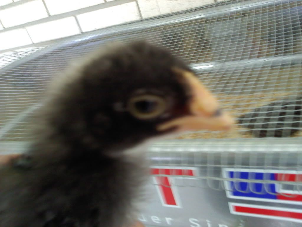 chicken1.jpg