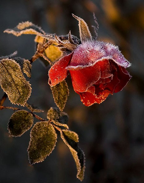 rose.jpg