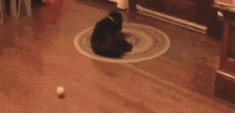 tumblr_ms67olMqbR1rjcfxro1_400.gif