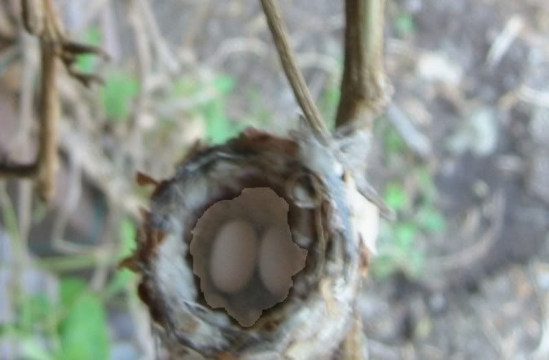 8122011HummingbirdNest2eggsemail.jpg