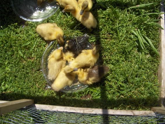 ducksinaplate.jpg