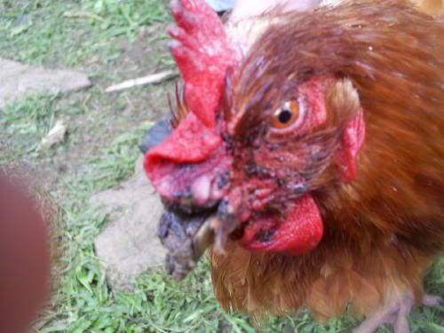 chicken2.jpg