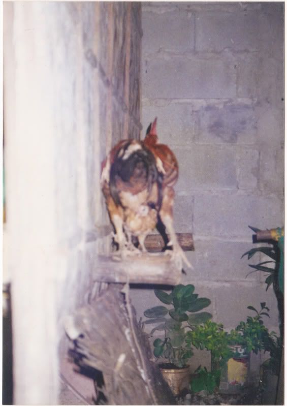 ChickenRear.jpg