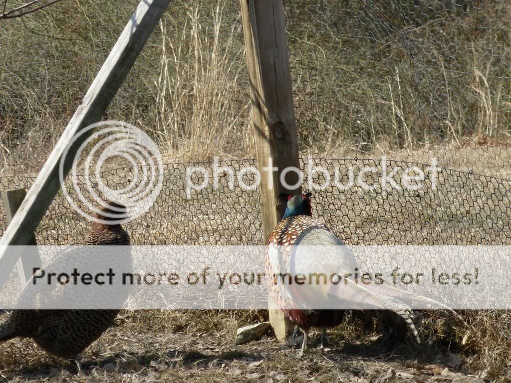 lavenderpheasant030.jpg