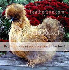 silkiepartridgefemale.jpg