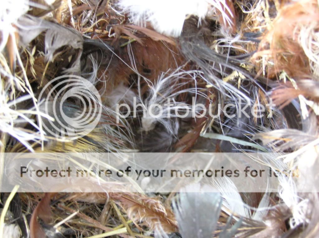 birdnest4.jpg