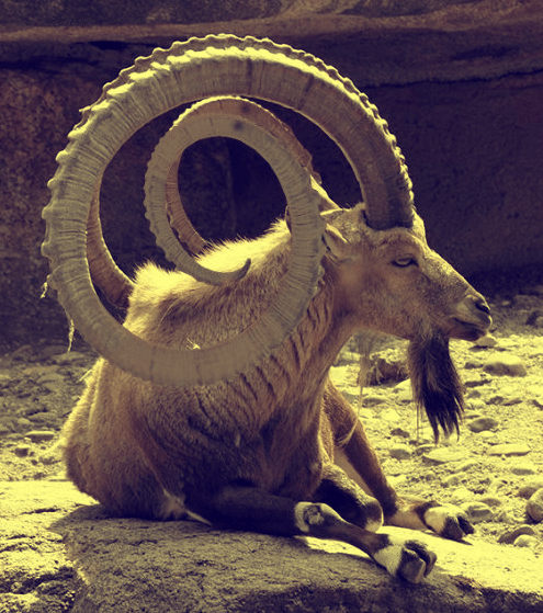 horns.png