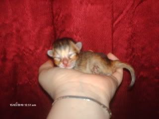 beaniekittens009.jpg